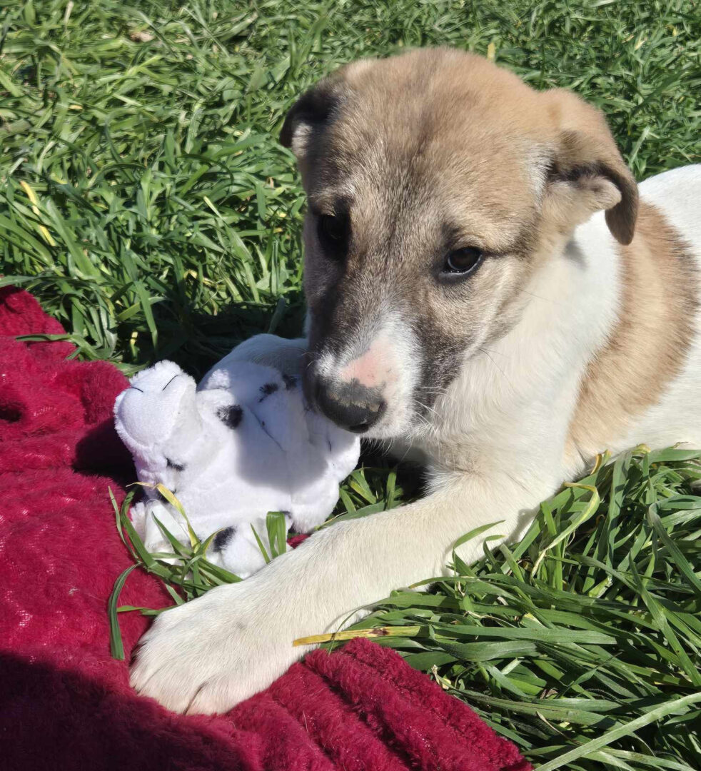 Contessa Zorro Dogsavior Mai25 4