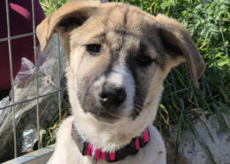 Contessa Zorro Dogsavior Mai25 Beitragsbild