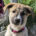 Contessa Zorro Dogsavior Mai25 Beitragsbild