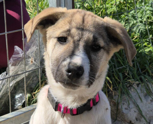 Contessa Zorro Dogsavior Mai25 Beitragsbild