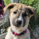 Contessa Zorro Dogsavior Mai25 Beitragsbild