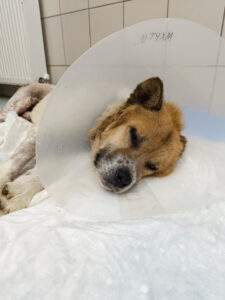 Cooper Zorro Dogsavior Mai25 Beitragsbild