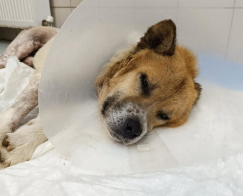 Cooper Zorro Dogsavior Mai25 Beitragsbild