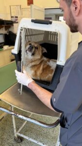 Cooper Zorro Dogsavior Mai25 3