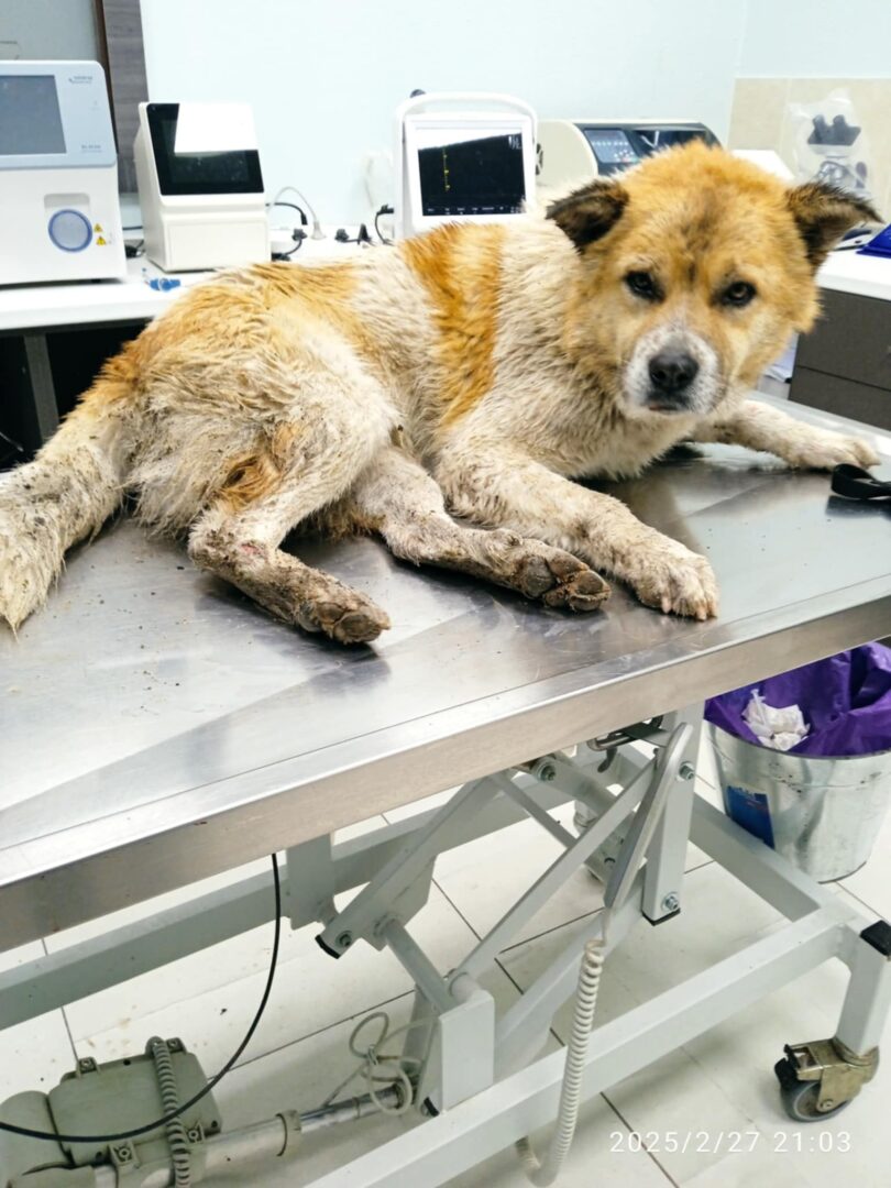 Cooper Zorro Dogsavior Mai25 4