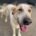 Debby mai25 zorro dogsavior 1
