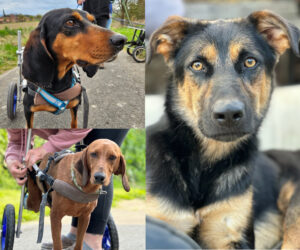 Drei Hunde Drei Schicksale