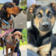 Drei Hunde Drei Schicksale