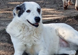 Farina Zorro Dogsavior Apr25 Beitragsbild