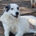 Farina Zorro Dogsavior Apr25 Beitragsbild