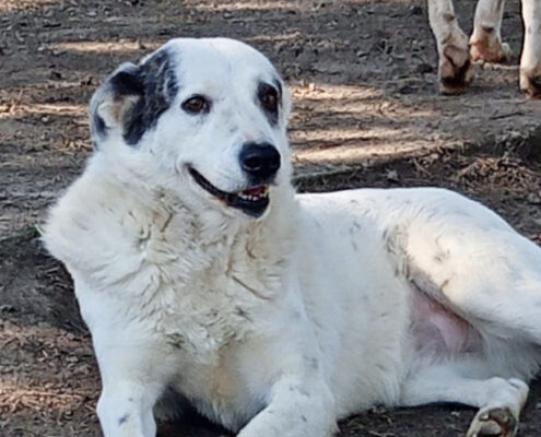Farina Zorro Dogsavior Apr25 Beitragsbild