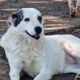 Farina Zorro Dogsavior Apr25 Beitragsbild
