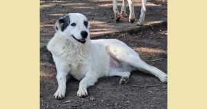 Farina Zorro Dogsavior Apr25 Social Media