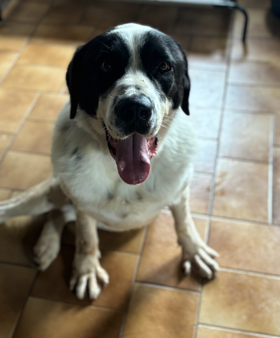 Gorilaki Zorro Dogsavior Jun25 1