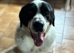 Gorilaki Zorro Dogsavior Jun25 Beitragsbild