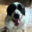 Gorilaki Zorro Dogsavior Jun25 Beitragsbild