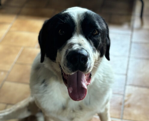Gorilaki Zorro Dogsavior Jun25 Beitragsbild