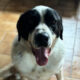 Gorilaki Zorro Dogsavior Jun25 Beitragsbild