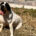 Gorilaki Zorro Dogsavior Mai25 Beitragsbild