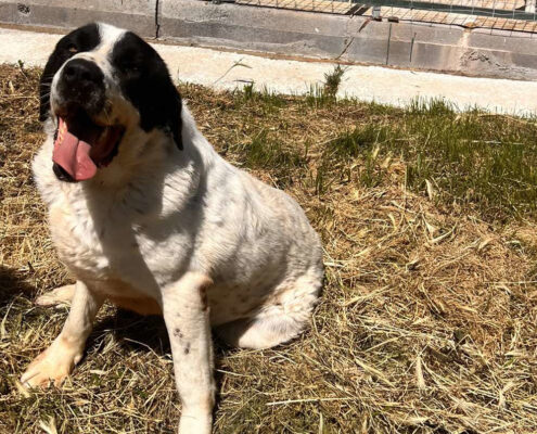 Gorilaki Zorro Dogsavior Mai25 Beitragsbild