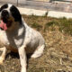 Gorilaki Zorro Dogsavior Mai25 Beitragsbild