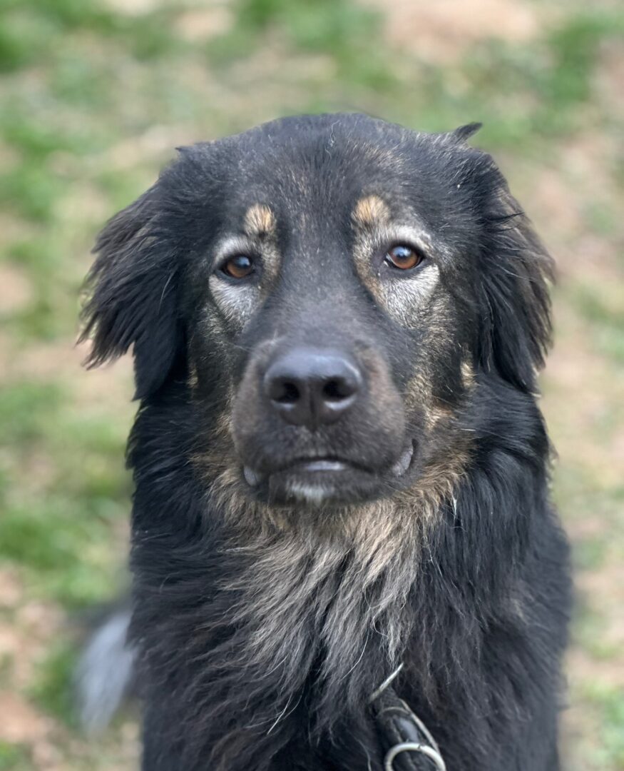 Hailey Zorro Dogsavior Mai25 1