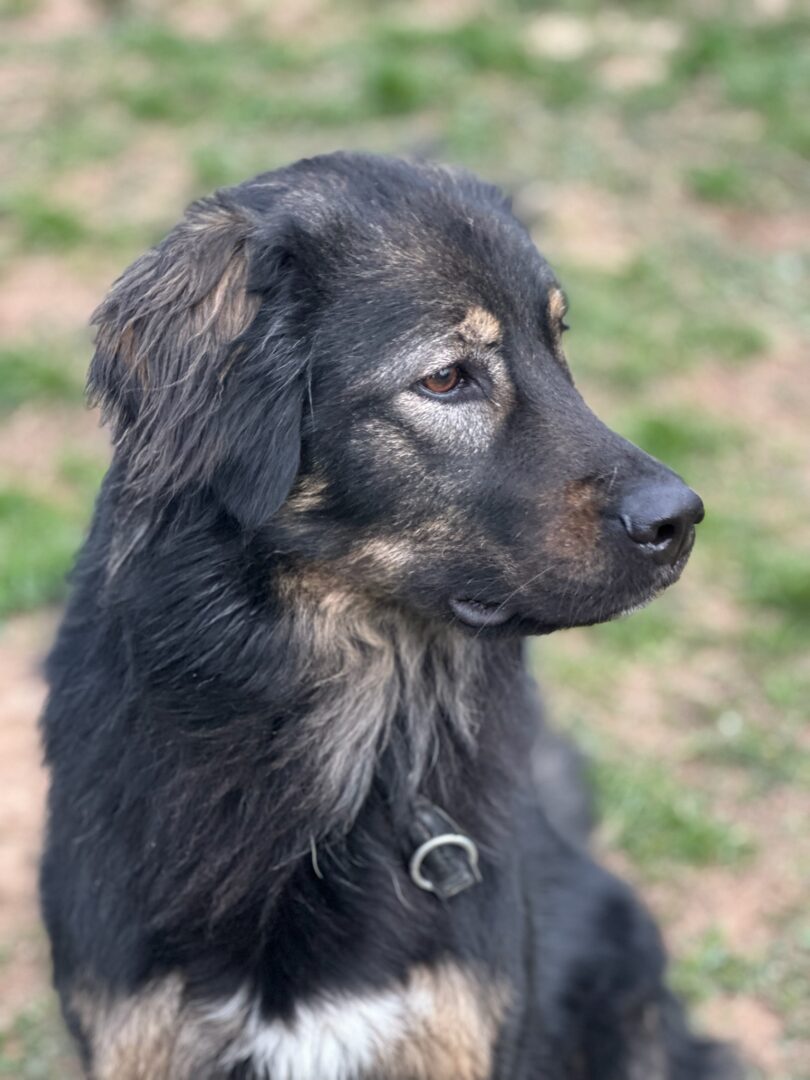 Hailey Zorro Dogsavior Mai25 2