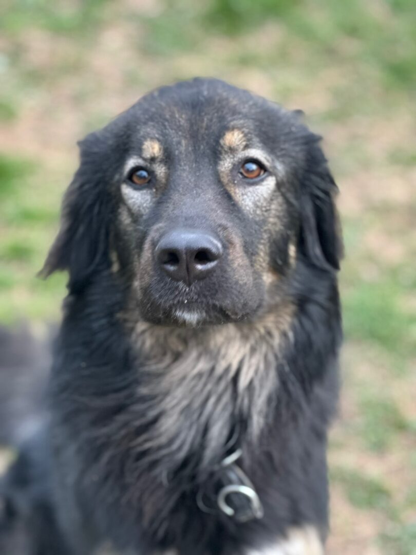 Hailey Zorro Dogsavior Mai25 3