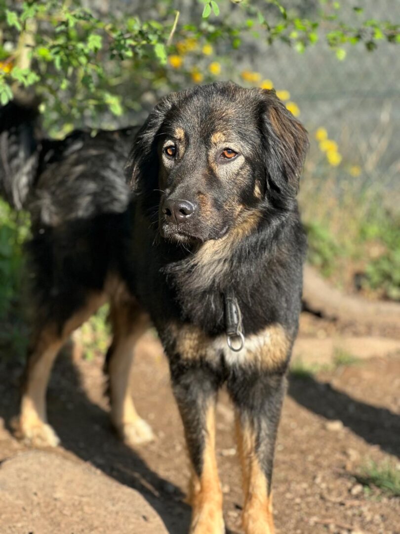 Hailey Zorro Dogsavior Mai25 4