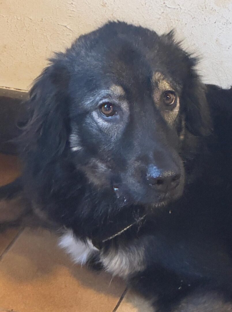 Hailey Zorro Dogsavior Mai25 5