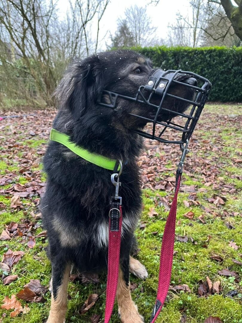 Hailey Zorro Dogsavior Mai25 6