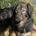 Hailey Zorro Dogsavior Mai25 Beitragsbild