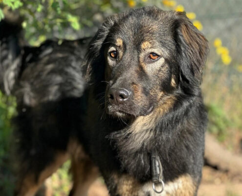 Hailey Zorro Dogsavior Mai25 Beitragsbild