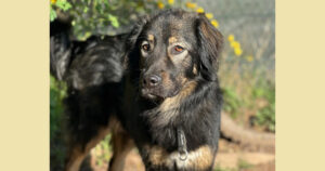 Hailey Zorro Dogsavior Mai25 Social Media