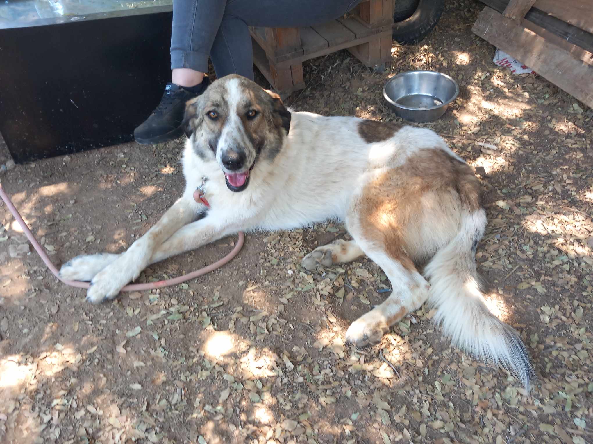 Jemile Zorro Dogsavior Jul25 1