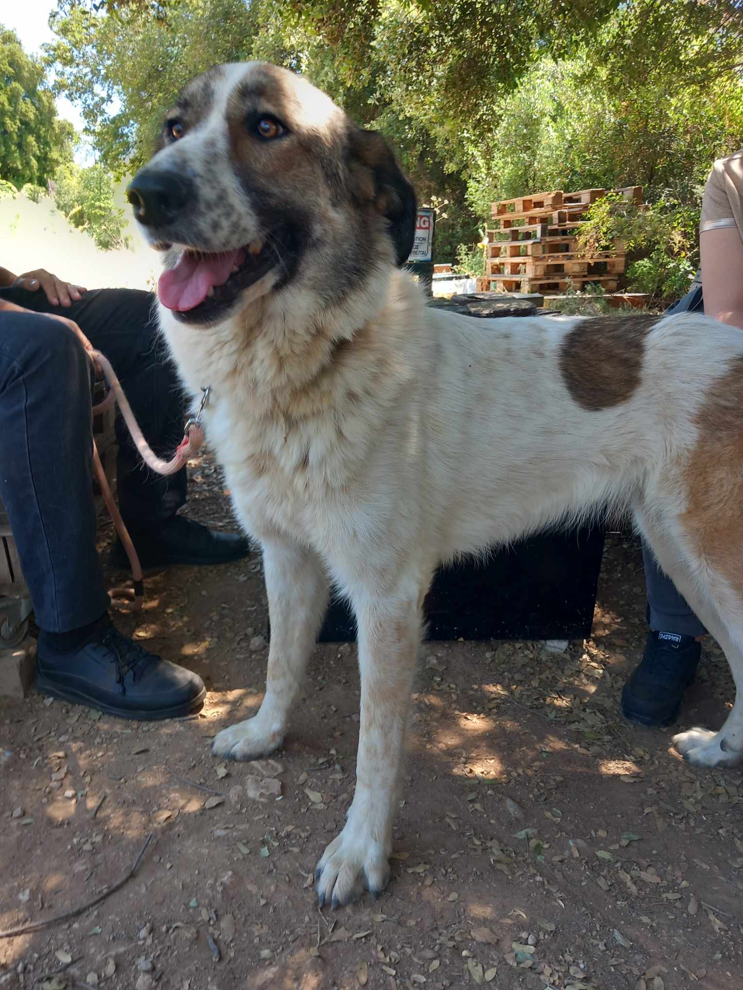 Jemile Zorro Dogsavior Jul25 2