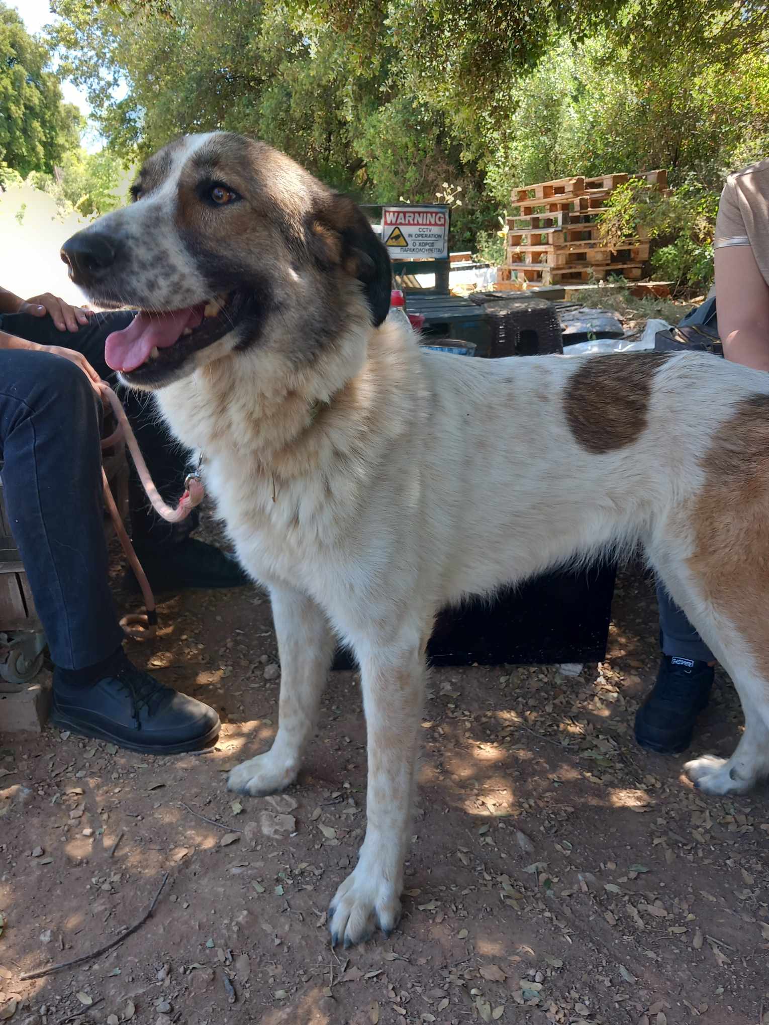 Jemile Zorro Dogsavior Jul25 3