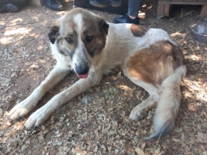 Jemile Zorro Dogsavior Jul25 4