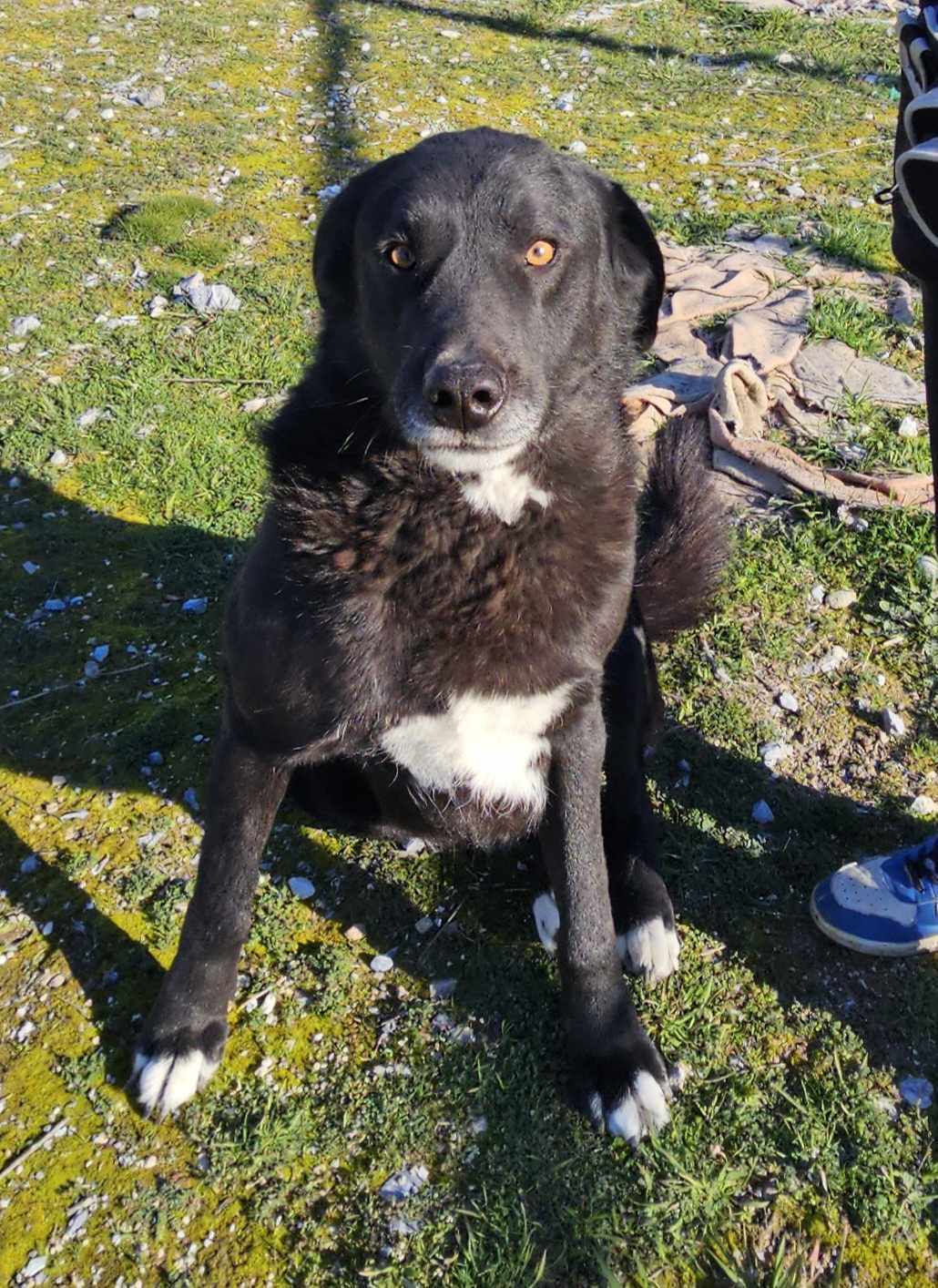 Joker Zorro Dogsavior Mai25 1