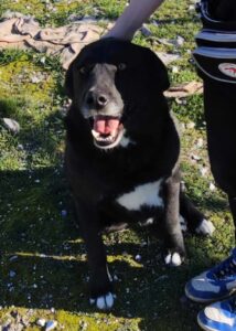 Joker Zorro Dogsavior Mai25 5