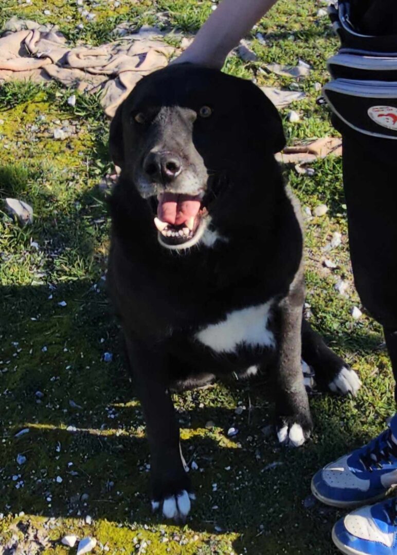 Joker Zorro Dogsavior Mai25 5