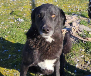 Schwarzer Hund mit weißer Brust sitzt draußen auf grünem Gras.
