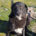 Joker Zorro Dogsavior Mai25 Beitragsbild