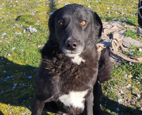 Joker Zorro Dogsavior Mai25 Beitragsbild