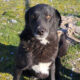 Joker Zorro Dogsavior Mai25 Beitragsbild
