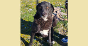 Schwarzer Hund sitzt auf einer grünen Wiese neben einem Schuh und im Sonnenlicht