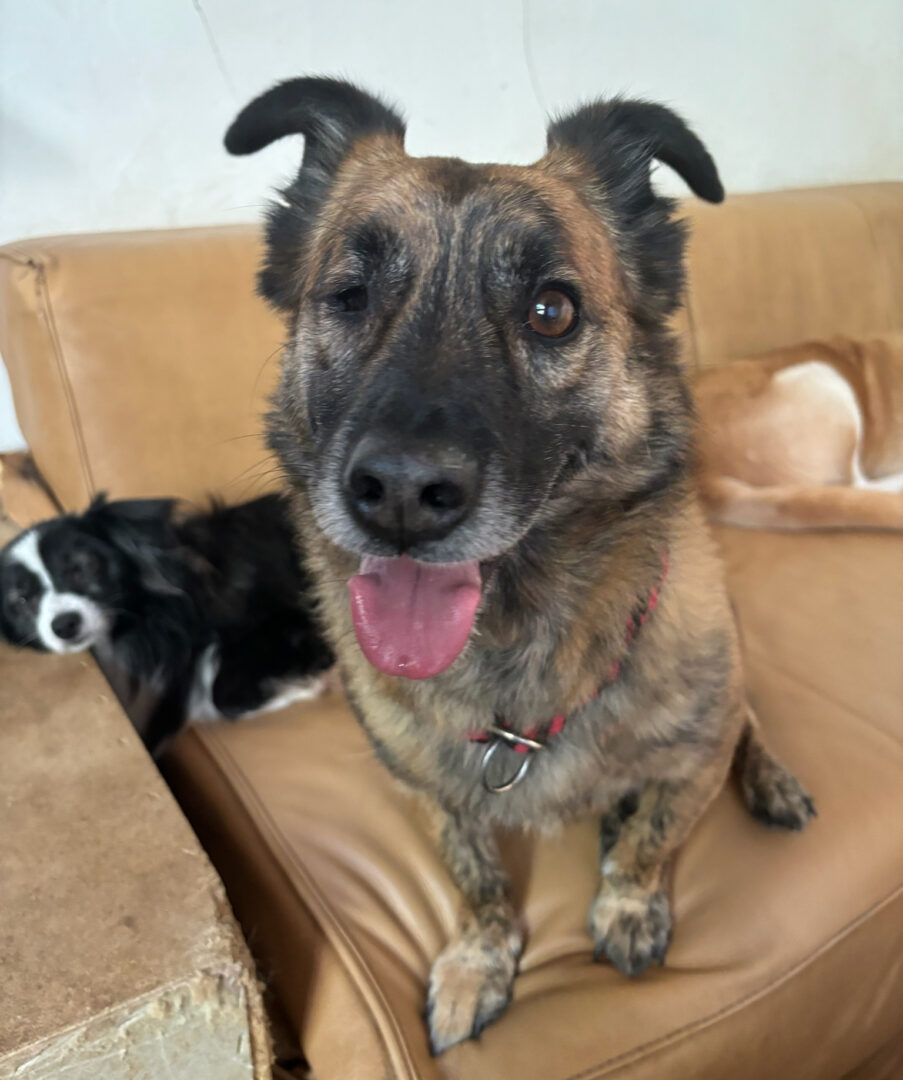 Marti Zorro Dogsavior Mai25 4