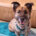 Marti Zorro Dogsavior Mai25 Beitragsbild