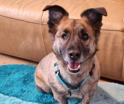 Marti Zorro Dogsavior Mai25 Beitragsbild