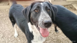 Millie Zorro Dogsavior Okt25 2